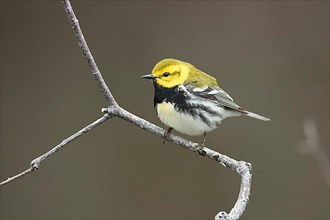 Black-throated green warbler perched on a thin branch. Setophaga virens