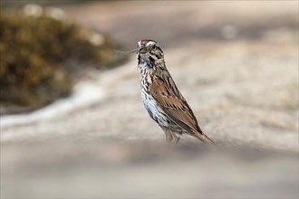 Song sparrow. Melospiza melodia. Adult standing on a rock with an insect in the bill