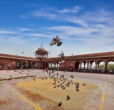 Pigeons in Jama Masjid