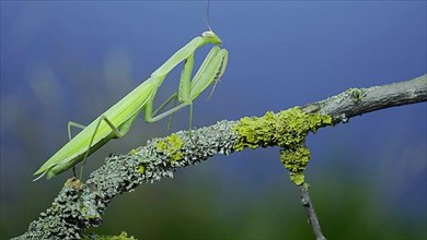 Closeup of Green praying mantis walks along tree branch on green grass and blue sky background. European mantis