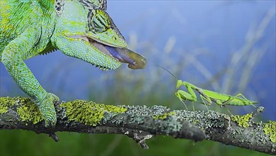 Close-up of mature Veiled chameleon