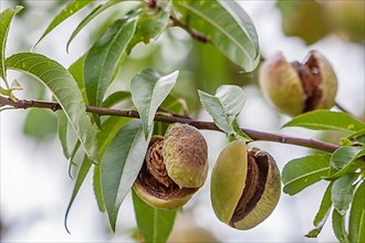 Ripe almonds on an almond tree