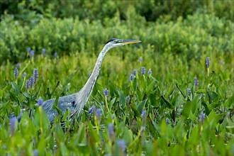 Great blue heron standing and watching in a patch of pickerelweed