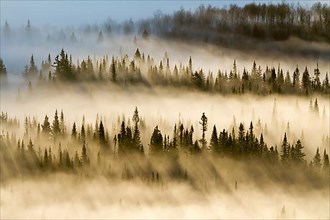 Spruce forest with morning mist and sunrays