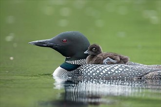 Adult common loon