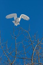 A female snowy takes off from the top of a treel.