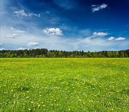 Summer meadow with blue sky