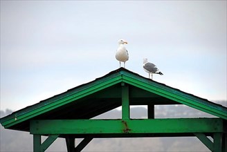 Two seagulls on a rooftop at the beach in La Jolla