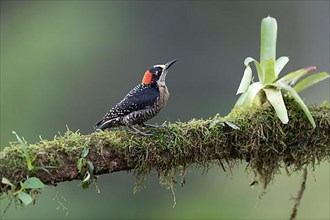 Black-cheeked woodpecker