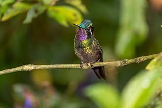 Purple-throated nymph