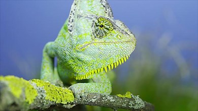 Close-up frontal portrait of adult green Veiled chameleon