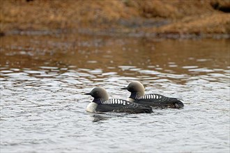 Pacific pacific loon