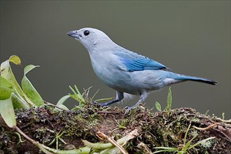 Blue Tanager also called blue-gray tanager