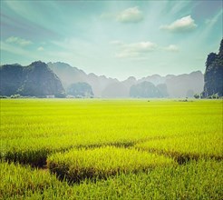 Vintage retro hipster style travel image of rice field. Tam Coc