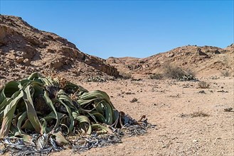 Welwitschias