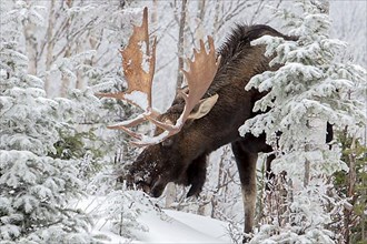 A buill moose with huge antlers eats balsam fir tree in a forest in winter. Alces americanus