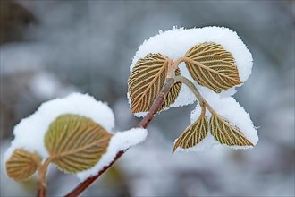 Growing leaves of hobblebush covered with snow in early spring. Viburnum lantanoides