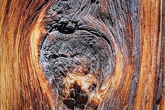 Gnarled tree trunk