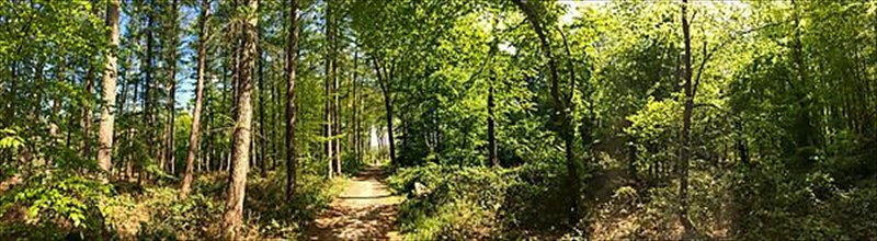 Panorama photo of mixed forest with deciduous trees and conifers in summer