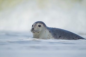 Common or harbor seal
