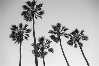 Four palm trees at Santa Monica beach California. Back and white photography. Fashion