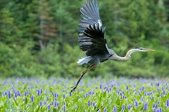 Great blue heron taking off in a patch of pickerelweed