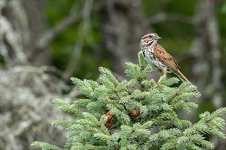 Song sparrow. Melospiza melodia. adult perched in a tree and observing