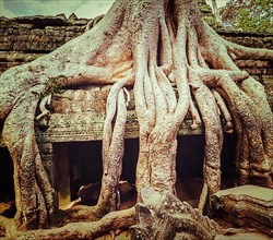 Vintage retro effect filtered hipster style travel image of ancient ruins with tree roots