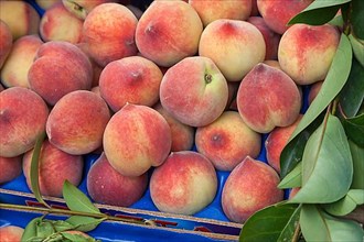 Market stall with peach tree