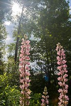 Lupines in bloom in a garden. Faboideae sp