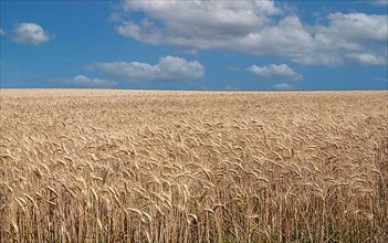 Grain field in summer