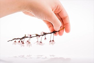 Cherry blossoms in hand on white background