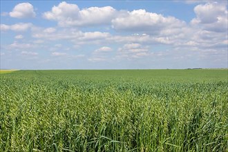 Grain field with oats