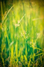 Vintage retro hipster style image of green grass