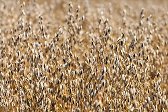 Grain field with common oat