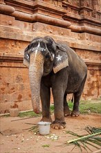 Elephant in Hindu temple Brihadishwarar Temple