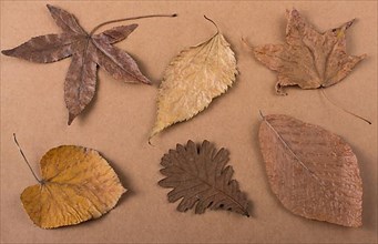 Dry Autumn leaves placed on a wooden panel texture