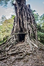 Sambor Prei Kuk Pre-Angkorian temple complex ruins. Kampong Thom