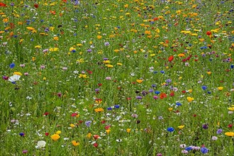 Colourful flower meadow