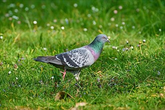 Domestic pigeon in the park at spring