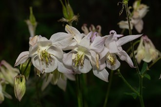 Wood columbine a few opened white-purple flowers next to each other