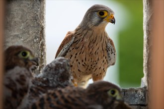 Kestrel Old bird with three young birds in nest in church tower sitting seeing different
