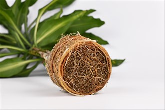 Rootbound root ball of houseplant in need of repotting on white background