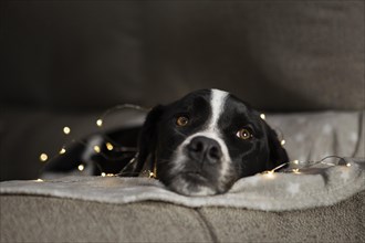 Cute dog sitting with christmas lights