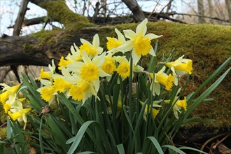 Daffodils or wild daffodils