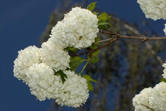 Common snowball branch with a few open white flowers against a blue sky
