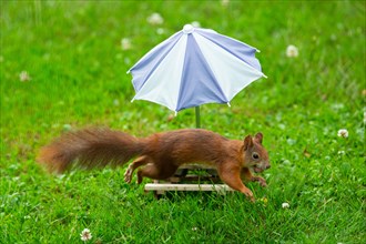 Squirrel with nut in mouth in front of table with parasol in green grass jumping right seeing