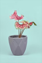 Exotic 'Caladium Florida Sweetheart' plant with pink leaves in gray flower pot on blue background