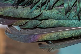 Beautiful bird feathers for decorative purposes
