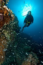 Diver swimming diving on steep wall from looking at coral reef in front of it shoal of european pilchards